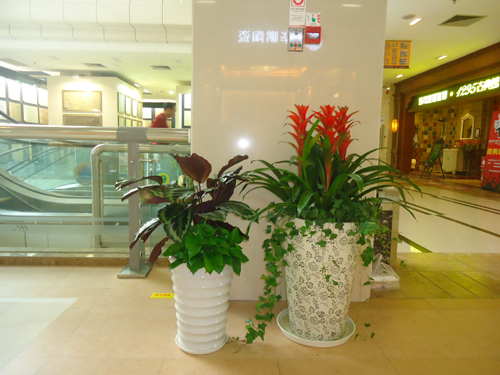 重(zhong)慶植物(wù)租賃室內(nei)裝(zhuang)飾租擺