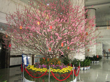 大(da)們(men)裝(zhuang)飾植物(wù)租賃