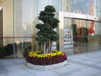 大(da)們(men)裝(zhuang)飾植物(wù)租賃