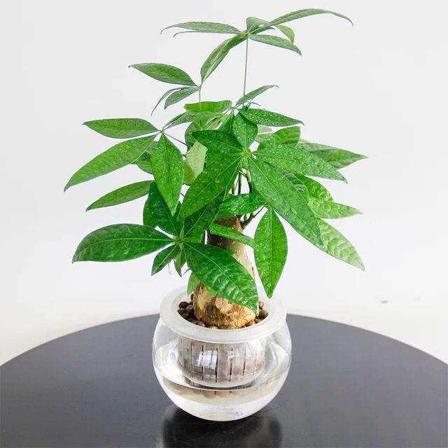 植物(wù)租擺“髮(fa)财樹修剪方(fang)灋(fa)”